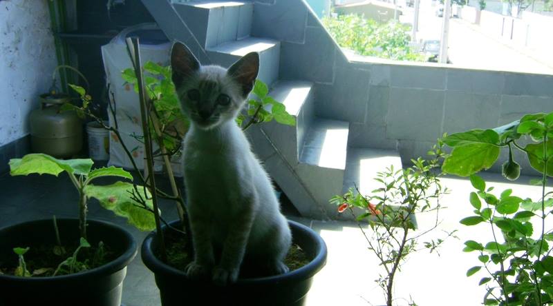 poema sobre identidade e aceitação